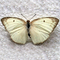 African emigrant Catopsilia florella gnoma